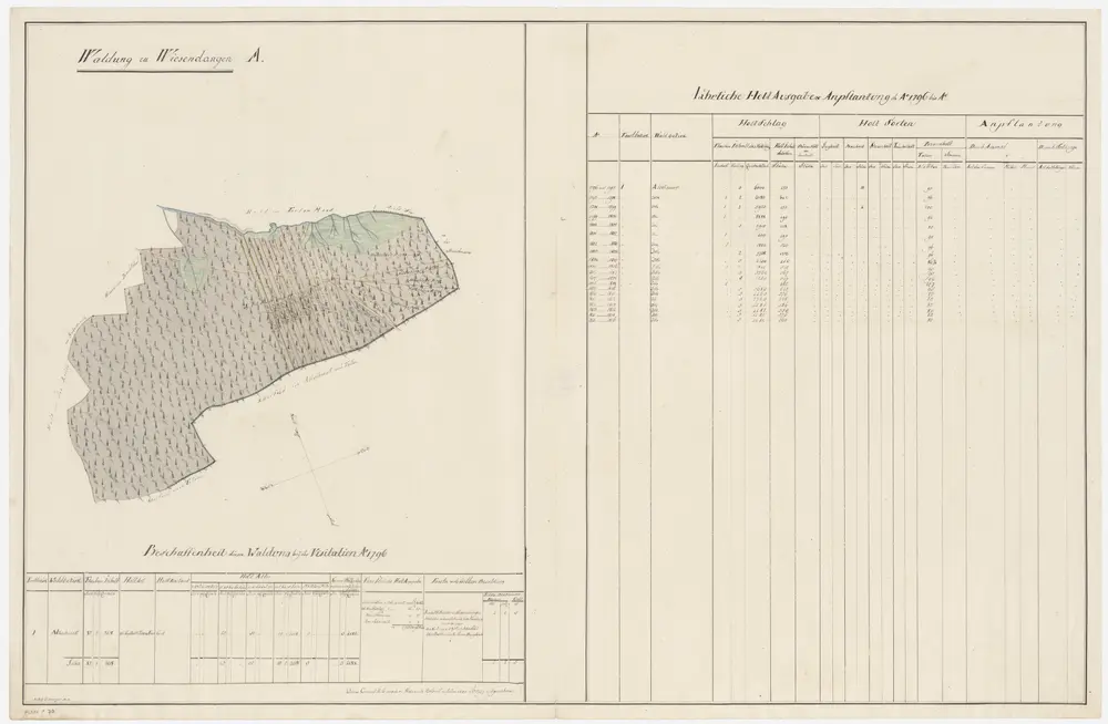 Wiesendangen: Dem Amt Winterthur gehörende Waldung (Waldbezirk Altschmatt); Grundriss (V. Planche)