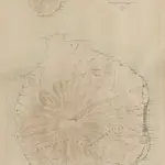 Schetskaart van de eilanden Ternate en Hiri / [door de] Top[ographische] Inr[ichting] Batavia ; Opgenomen met de boussole-tranchemontagne, zakkompas, hoogtebarometer en op den pas door den Inl[andsche] verkenner Makatipu