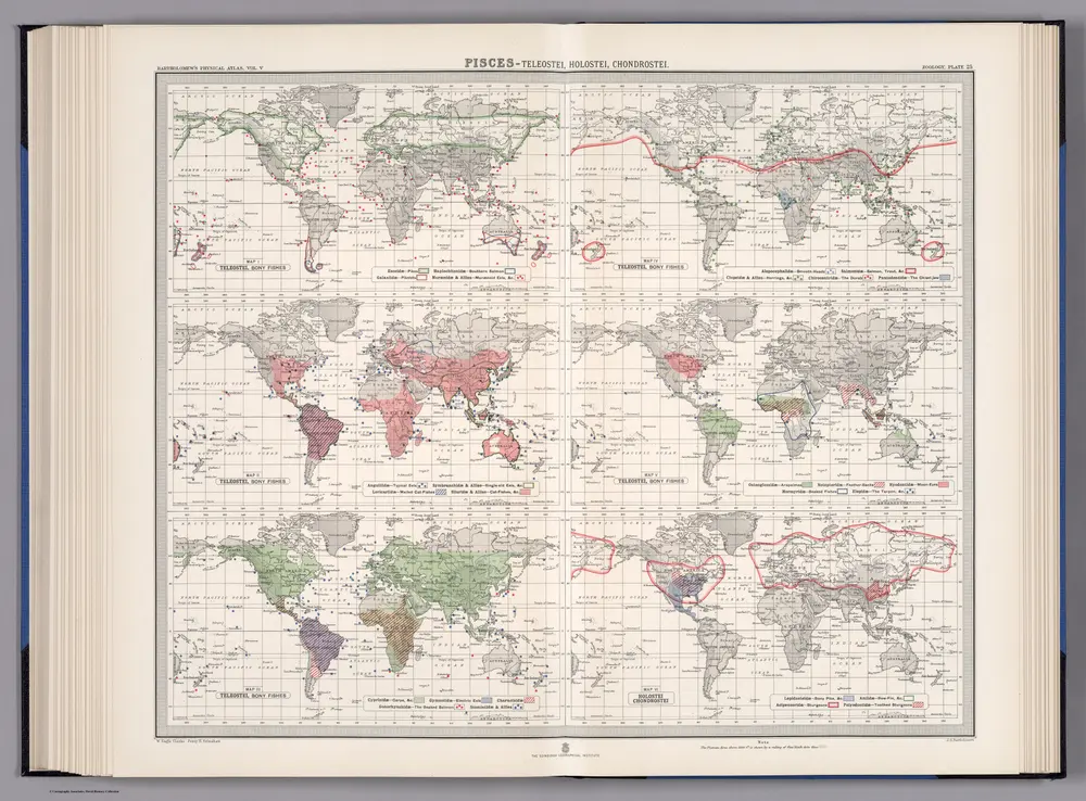 Plate 25.  Pisces - Teleostel (Bony Fishes); Holostei; Chondrostei.