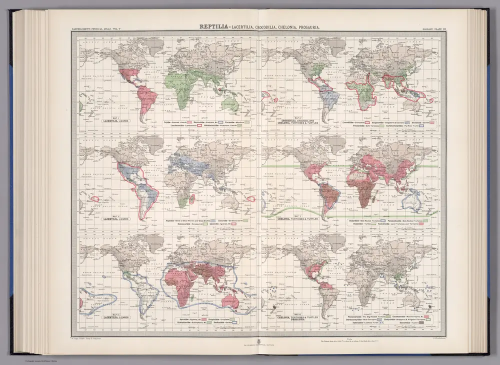 Plate 20.  Reptilia - Lacertilia (Lizards); Crocodilia (Crocodiles); Chelonia (Turtles, Tortoises); Prosauria.